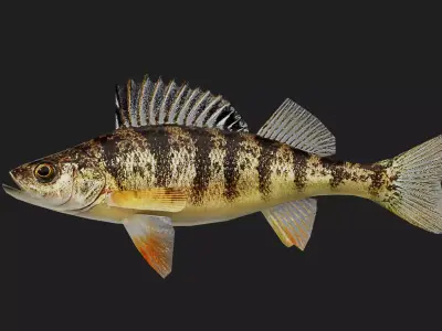 Panfish Low-poly 3D model get