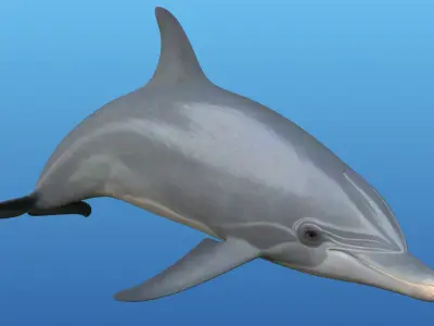 Dolphin Rigged 3D model