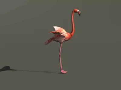 Flamingo Bird 3D Model 3D model