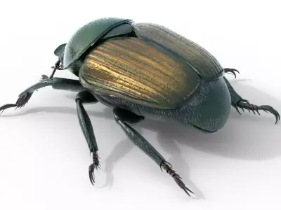 Japanese beetle Free 3D model