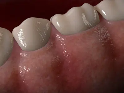 Human Mouth Teeth Anatomy 3D model