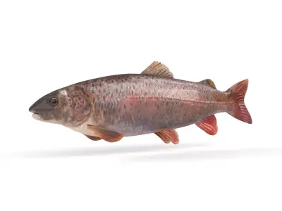 Fish model trout 3D model