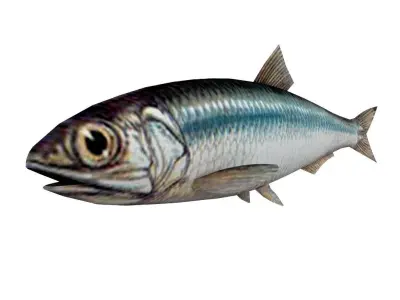 Fish Anchovy 3D model