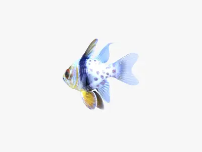  Orbiculate and Spotted Cardinalfish 