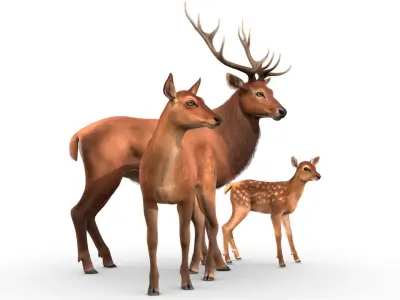 Red Deer Family 3D model