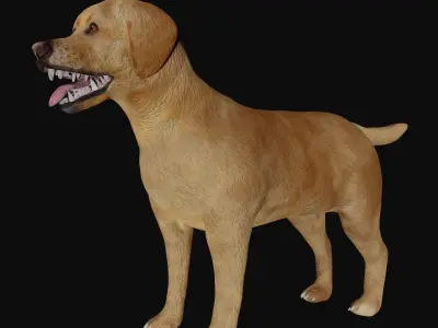 Labrador retriever Low-poly 3D model