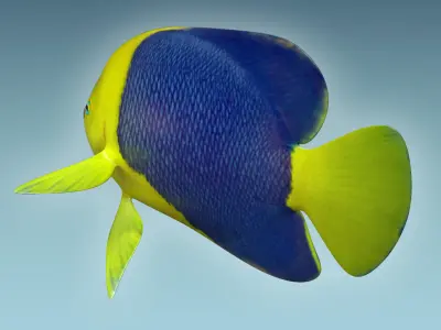 Anglefish 4 angelfish 3D model