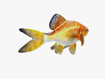 Goldfish Free 3D model