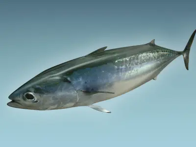 Bonite Fish 3D model