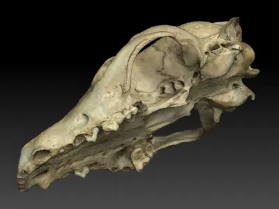 Fox Skull 3D model purchase