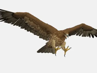 Realistic Gurney Eagle Rigged 3D model