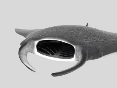 Manta Ray 3D model order