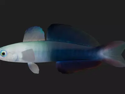Bass fish Low-poly 3D model 8