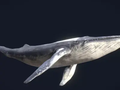 Whale Animated and Rigged Low-poly 3D model