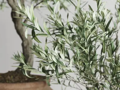 Olive European In Antique Clay Vessels 3D model