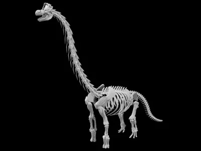 Brachiosaurus Skeleton Low-poly 3D model