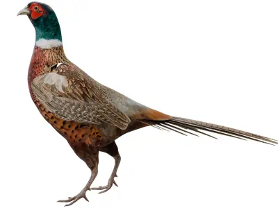Pheasant 3D model purchase