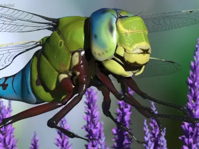 Dragonfly Rigged for Cinema 4D 3D model