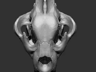Animal Bones Collection IMM Stl Obj Brush Pack 21 in One Vol 1 3D model
