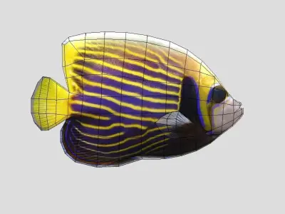 Emperor Angelfish Realistic Animated Low-poly 3D model