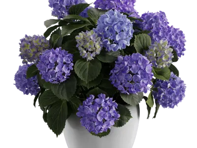  Mophead Hydrangea Plant Model, Purple  purchase