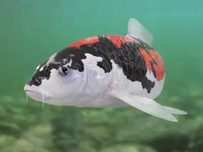 3D Koi fish 5 Animated 3D model