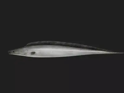Aba fish Low-poly 3D model purchase