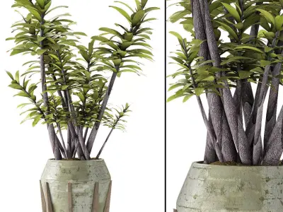 Plant in Pot Flowerpot Exotic Plant 3D model