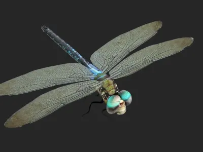 Dradon Fly Low-poly 3D model