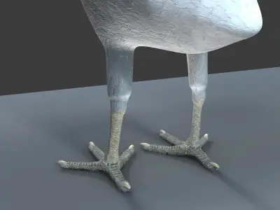 White Peacock 3D model