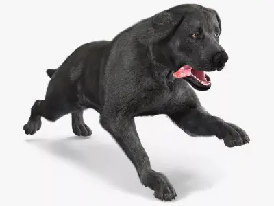 Black Labrador Dog Running Fur Animated Rigged for Cinema 4D 3D model purchase