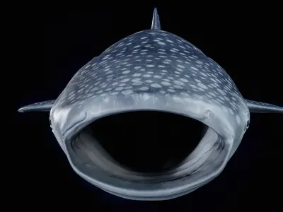  Whale Shark PBR 