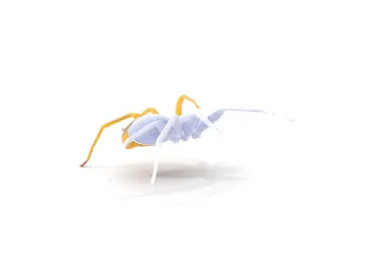 Golden Crab Spider model pack Low-poly 3D model