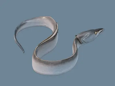 Ribbonfish Low-poly 3D model