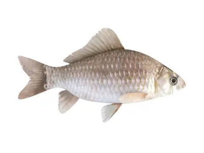 Fish Collection 3D model 3