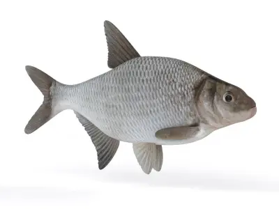 Bream Fish 3D model buy