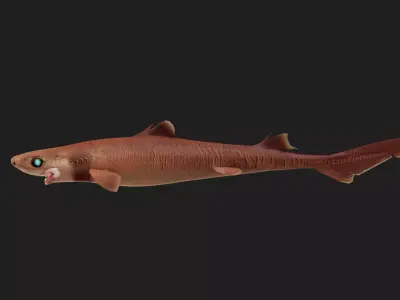 Cookiecuttershark Low-poly 3D model purchase