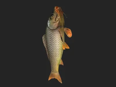 animated carp fish Low-poly 3D model