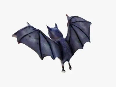Bat Animal Free 3D model