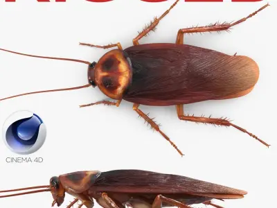 Cockroach Rigged for Cinema 4D 3D model