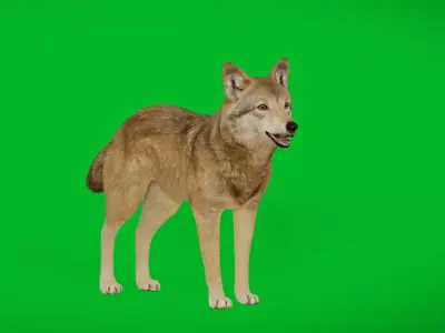 Eurasian Grey Wolf Free 3D model