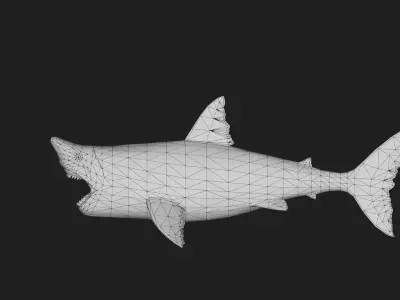 Shark Low-poly 3D model 20
