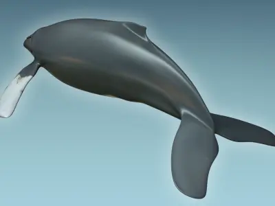 Whale Humback 3D model