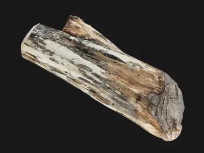 Tree trunk wood 3d scan in highpoly 3D model