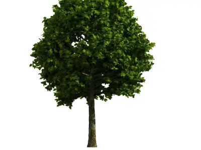 oppodde colorful tree with flowers and leaves Free 3D model