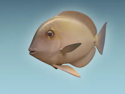 Anglefish 10 3D model