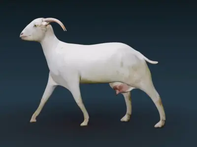 white goat 3D model purchase