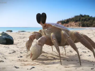  Coastal Burrowing Crab Pink Beige Fur 