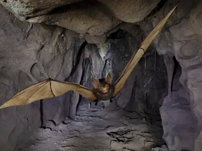 Little Brown Bat  3D model