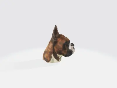 Boxer Blaze Low-poly 3D model